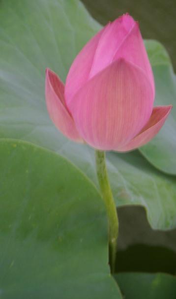 傲花