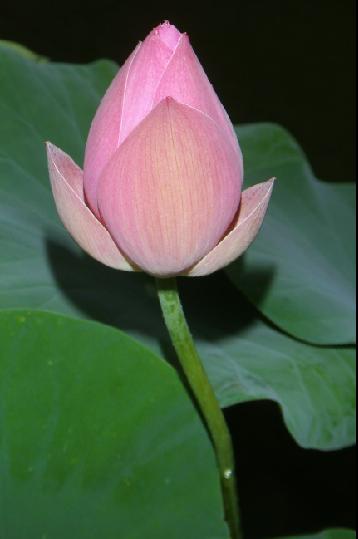 傲花