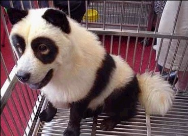 谁说不能养熊猫。。