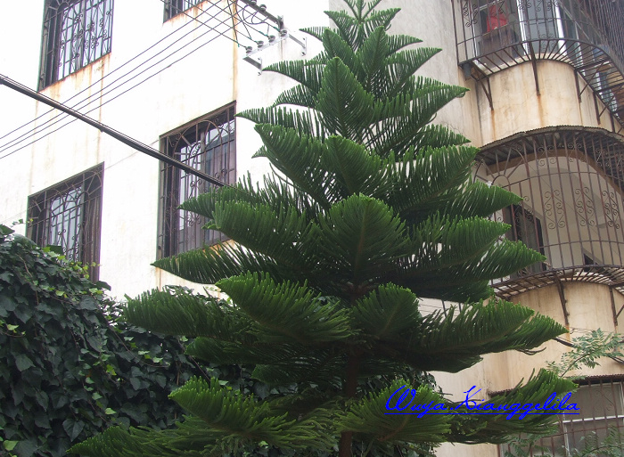 2009.香格里拉心灵之旅