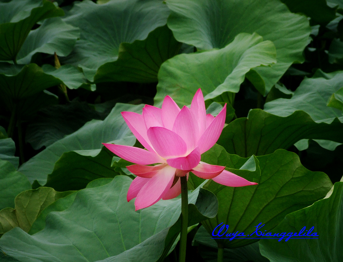 2009.香格里拉心灵之旅