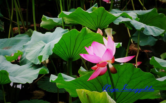 2009.香格里拉心灵之旅