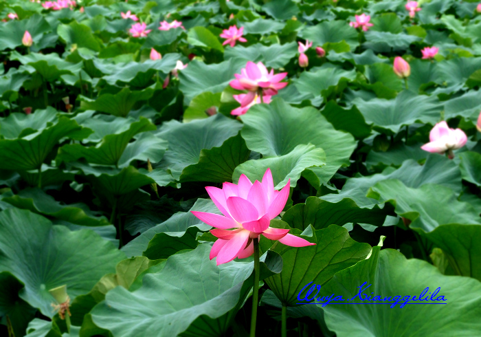 2009.香格里拉心灵之旅