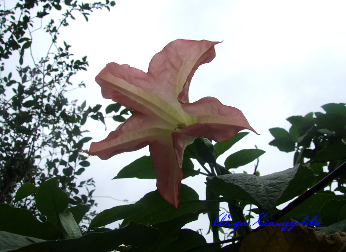 2009.香格里拉心灵之旅