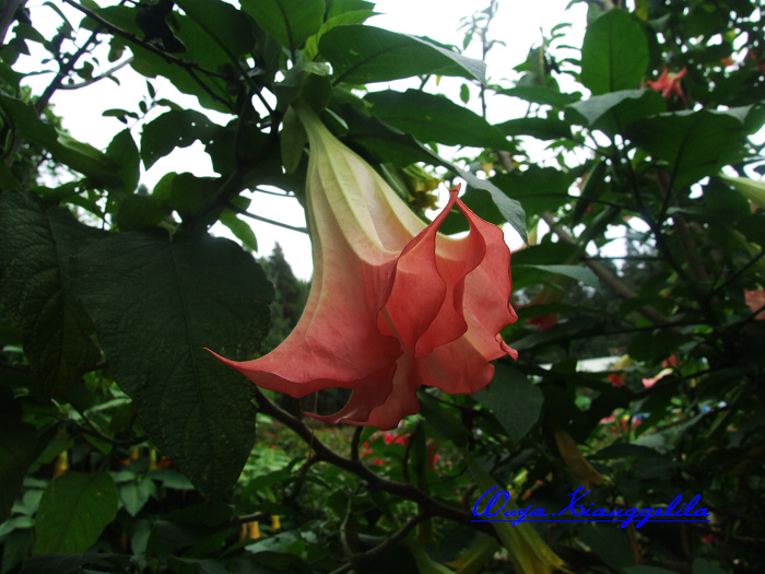 2009.香格里拉心灵之旅