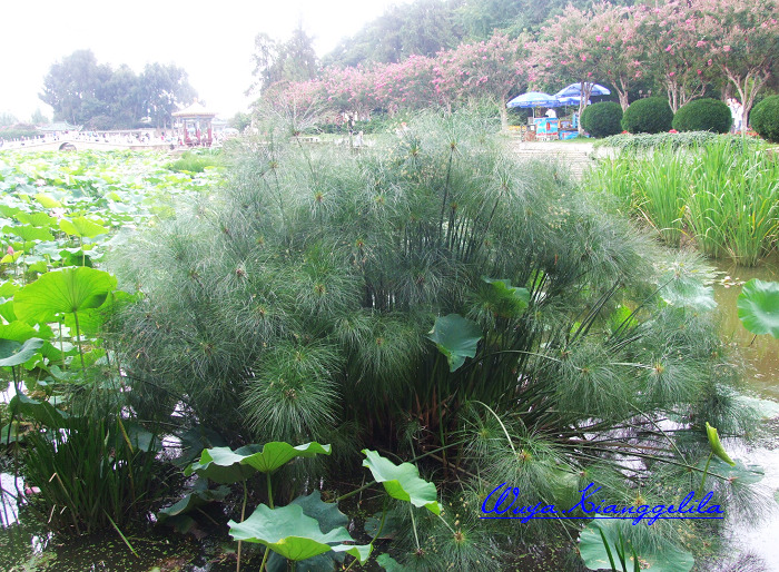 2009.香格里拉心灵之旅