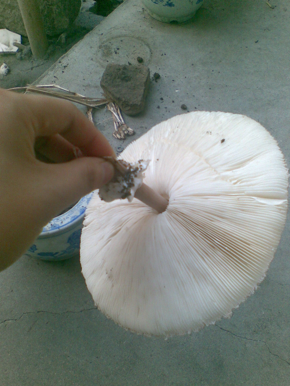 看过这么大的菇吗???