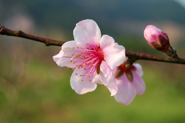 桃花依旧笑春风