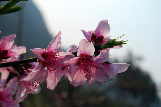 桃花依旧笑春风