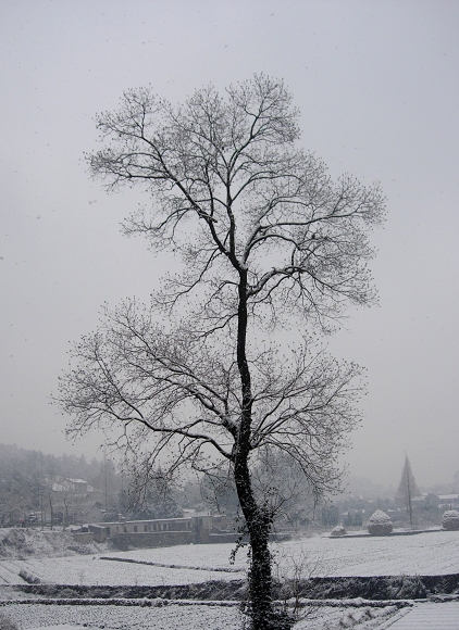 2010年第一场雪