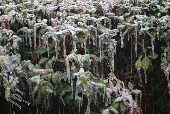 2010年春节苍山顶