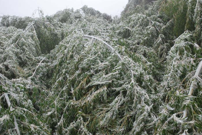 2010年春节苍山顶