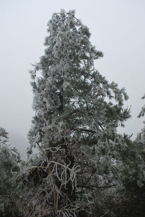 2010年春节苍山顶