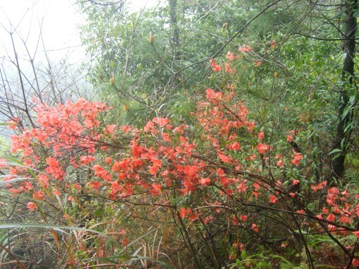 从花丛中走入仙境里