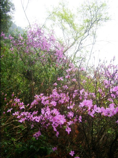 从花丛中走入仙境里