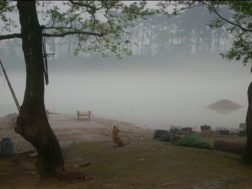 从花丛中走入仙境里