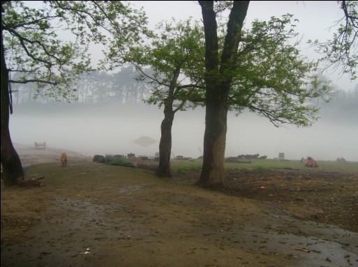 从花丛中走入仙境里