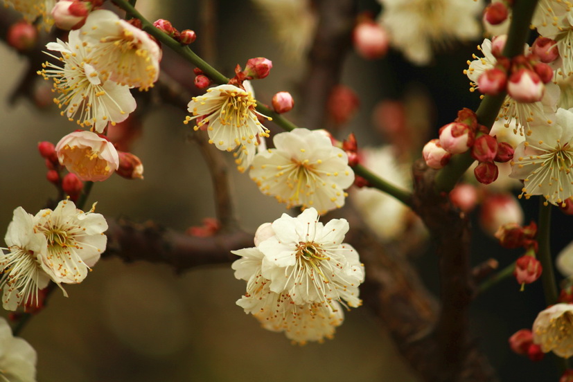 赤城山滴桃花！·