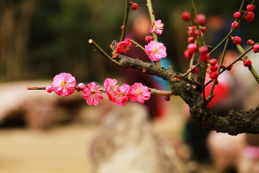 赤城山滴桃花！·