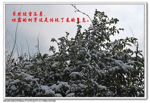 踏雪九龙殿