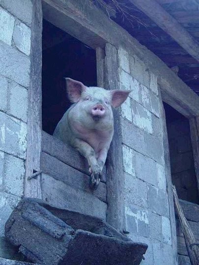 刚在网上看到一些搞笑图片！·