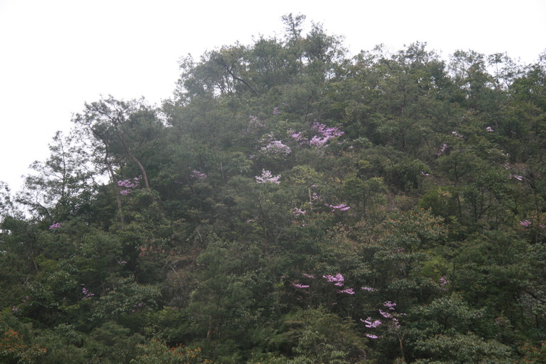 穿越石井坑图片之老树版 穿越石井坑图片之老树版