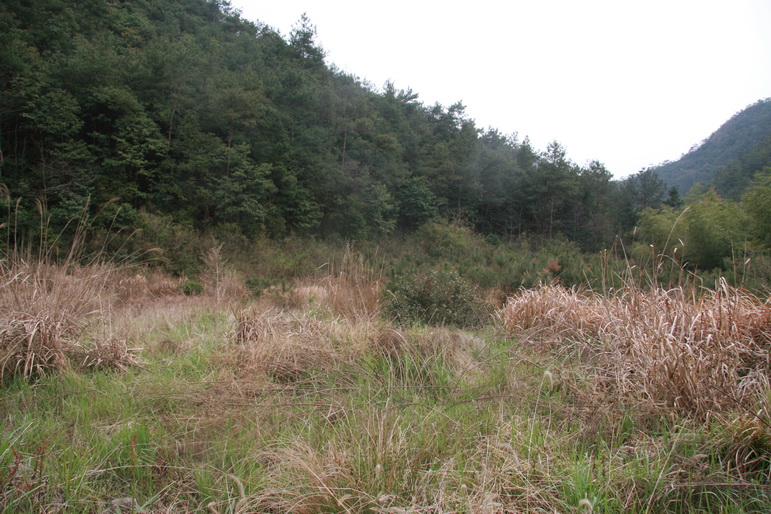 穿越石井坑图片之老树版 穿越石井坑图片之老树版