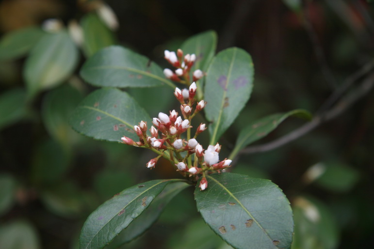 穿越石井坑图片之老树版 穿越石井坑图片之老树版
