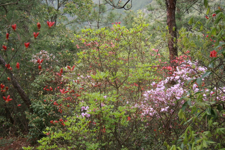 穿越石井坑图片之老树版 穿越石井坑图片之老树版
