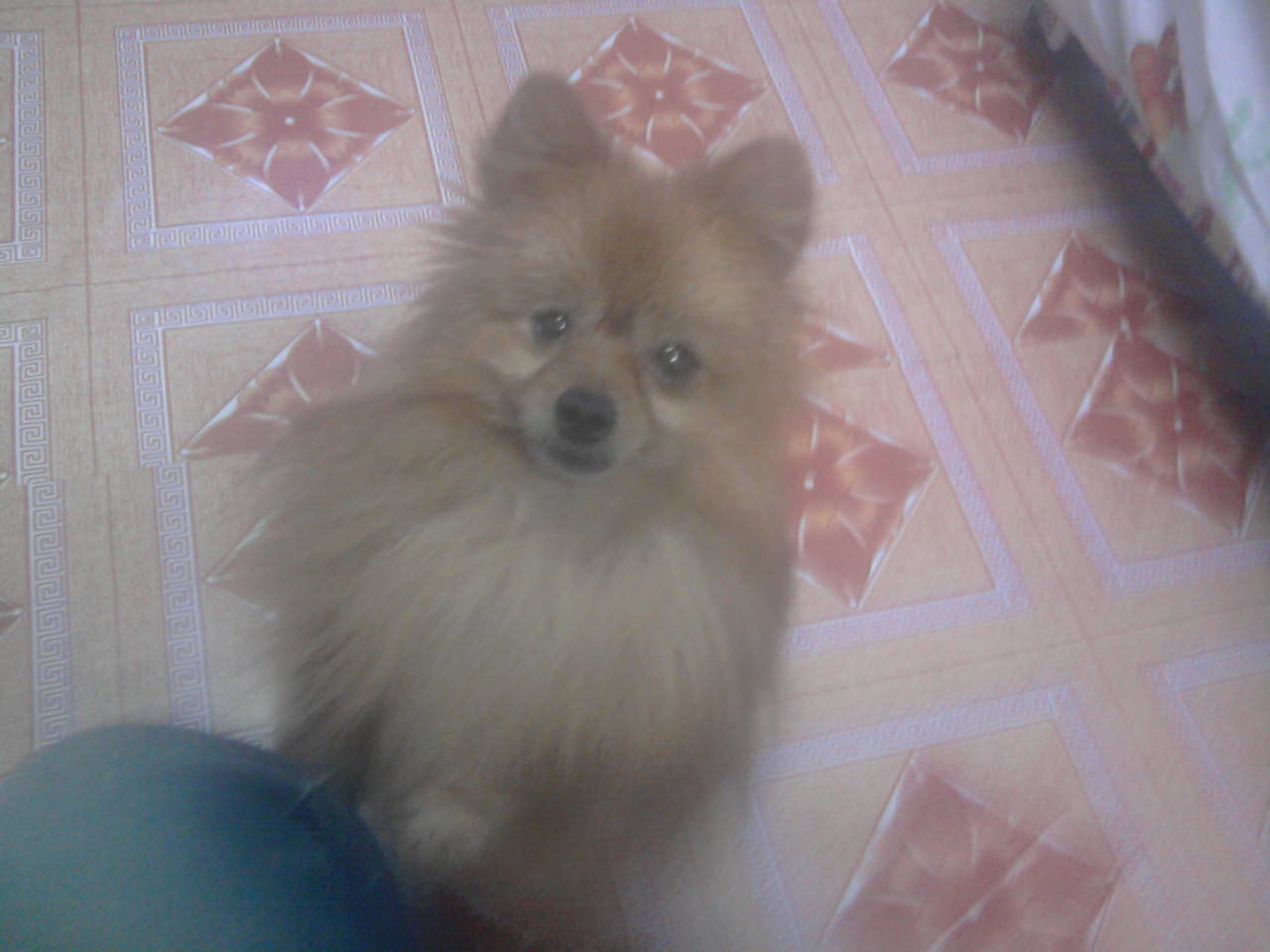 那什么，上只小博美