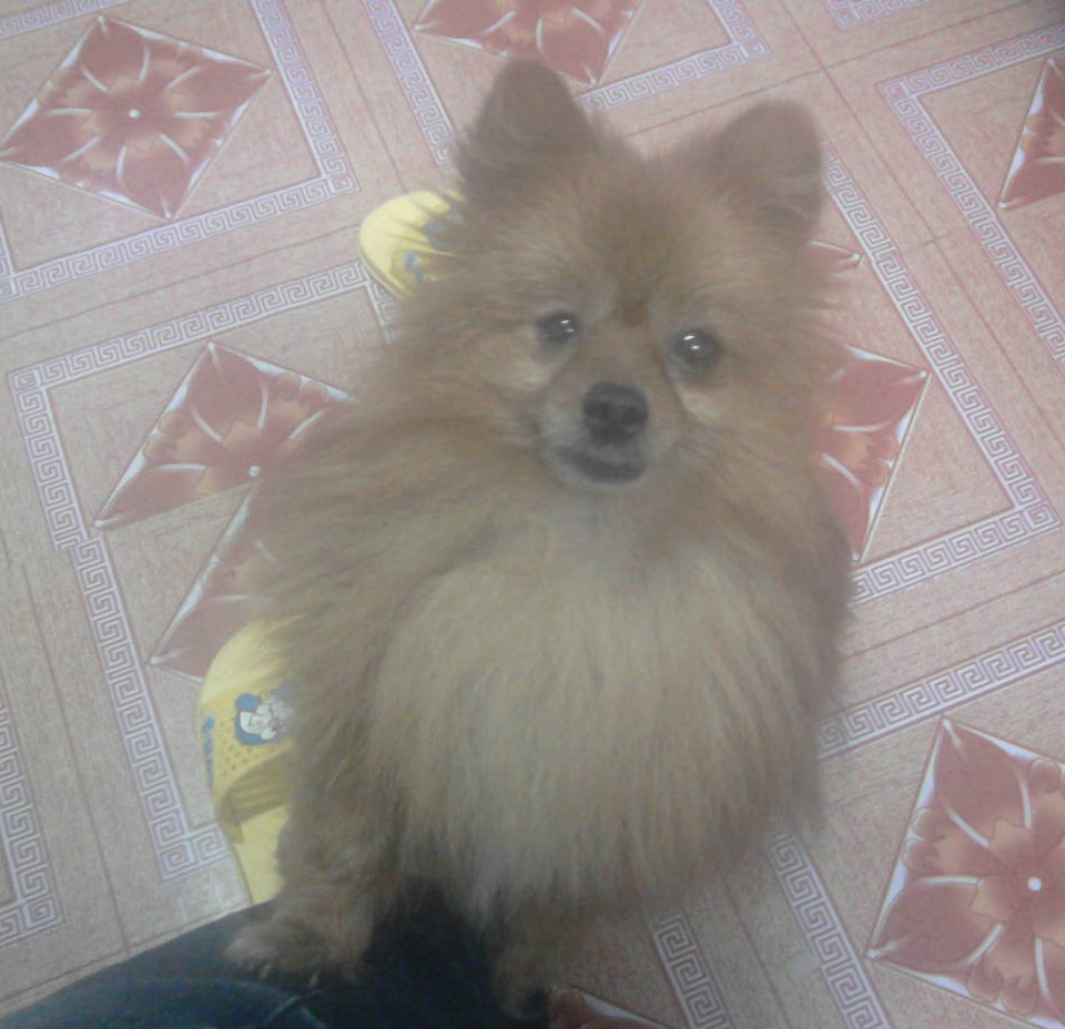 那什么，上只小博美