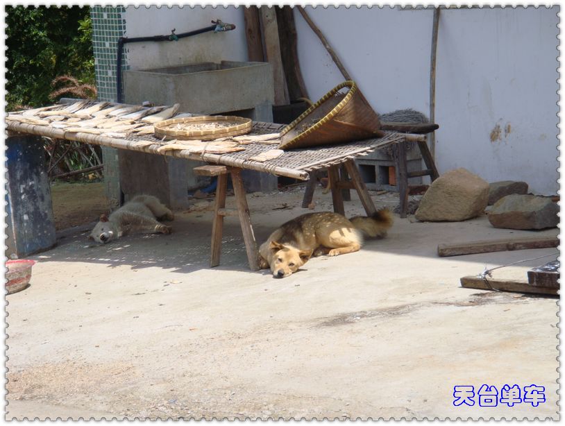 岗头村懒洋洋的狗.jpg