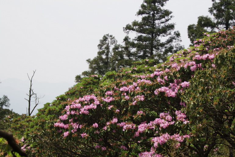 IMG_4444_缩小大小.jpg
