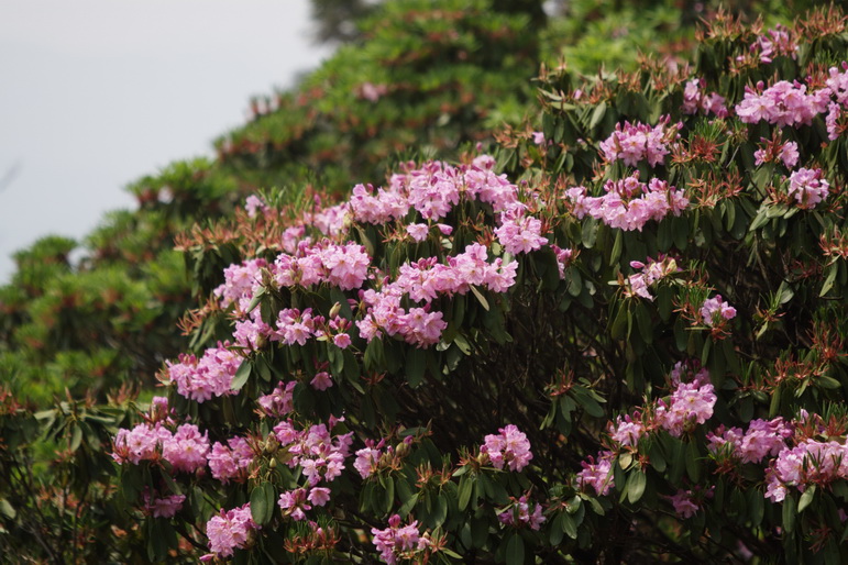IMG_4445_缩小大小.jpg
