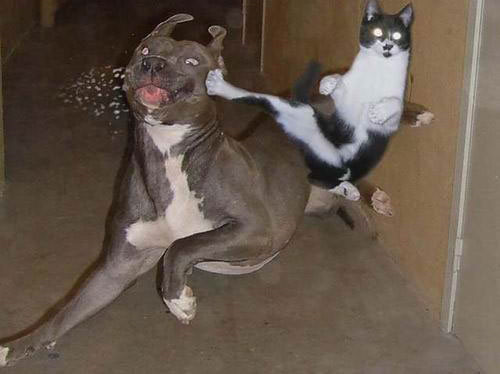 猫打狗.jpg
