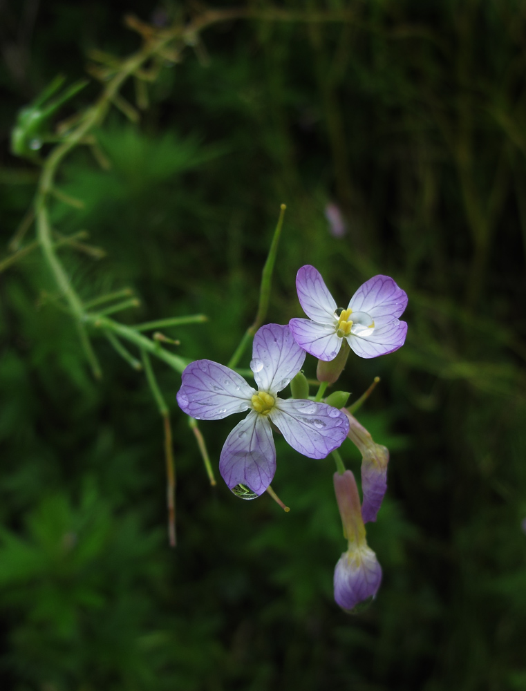 花01.jpg
