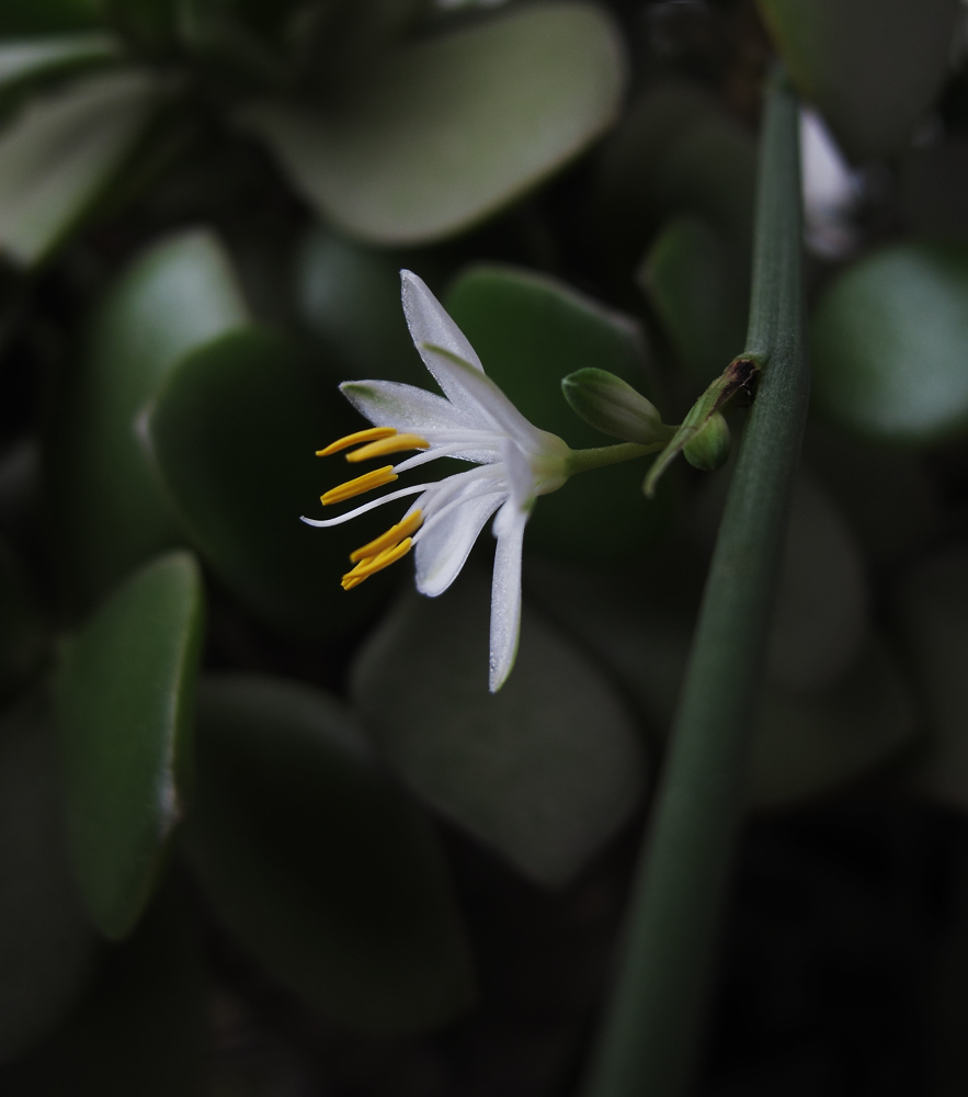 花05.jpg
