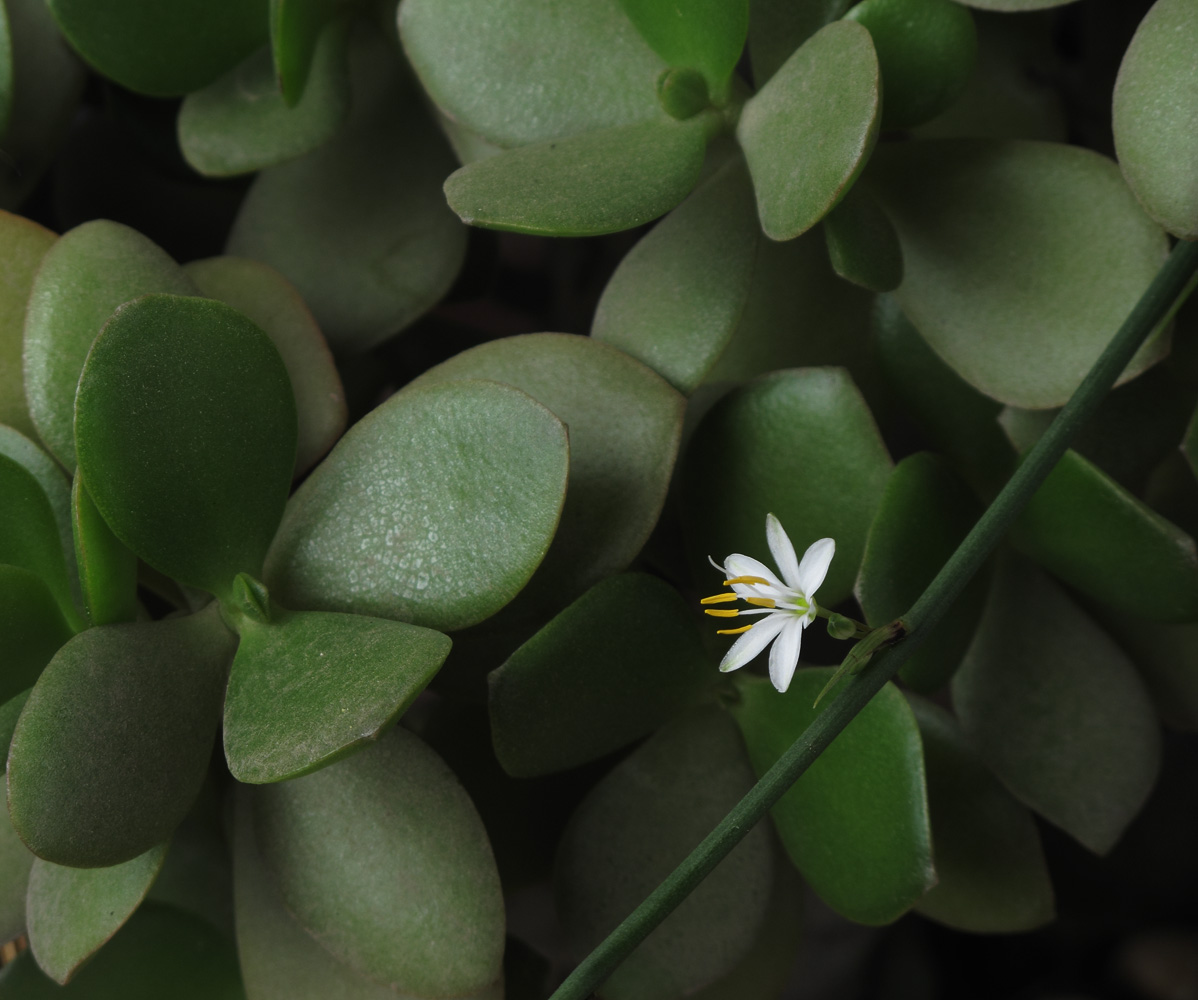 花06.jpg