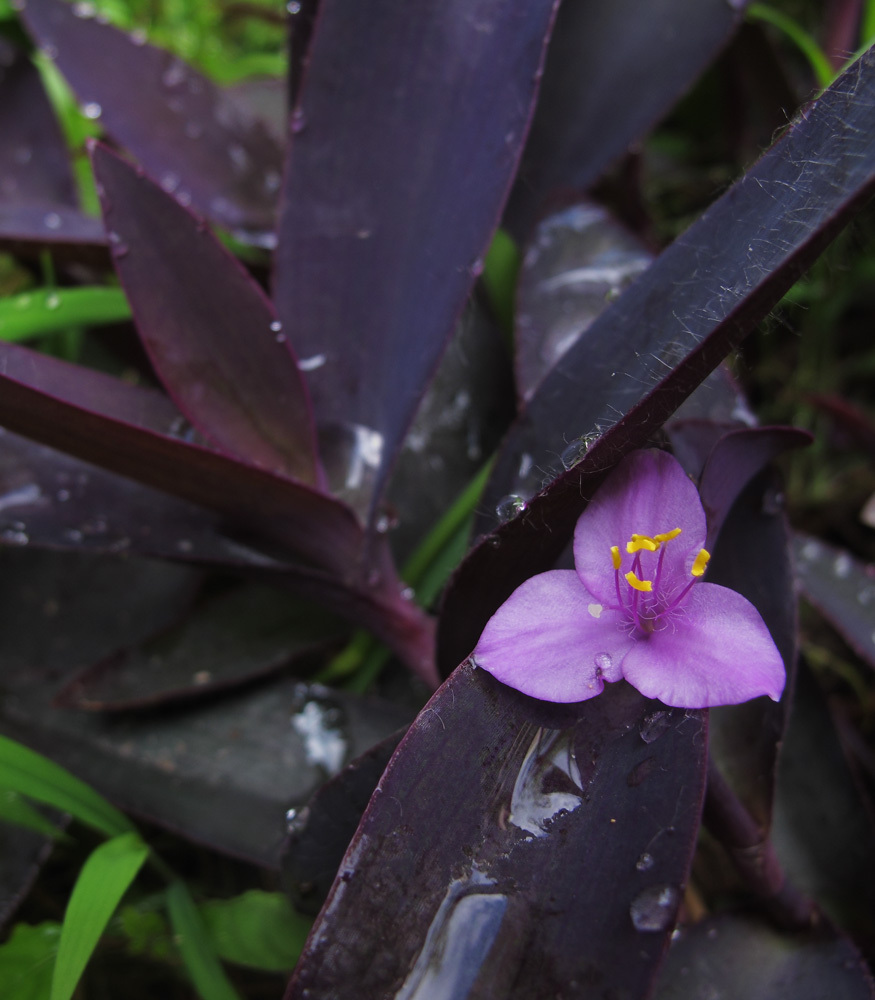 花08.jpg