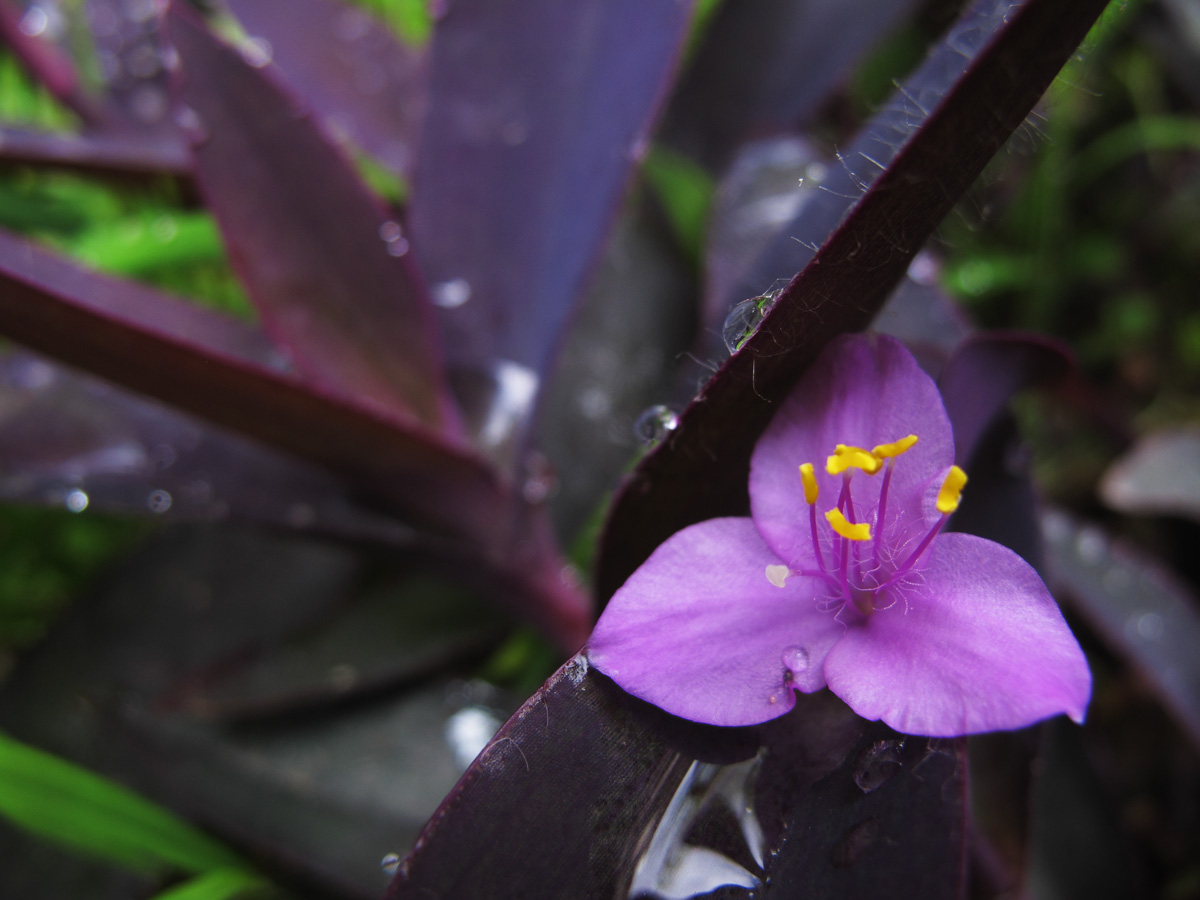 花07.jpg