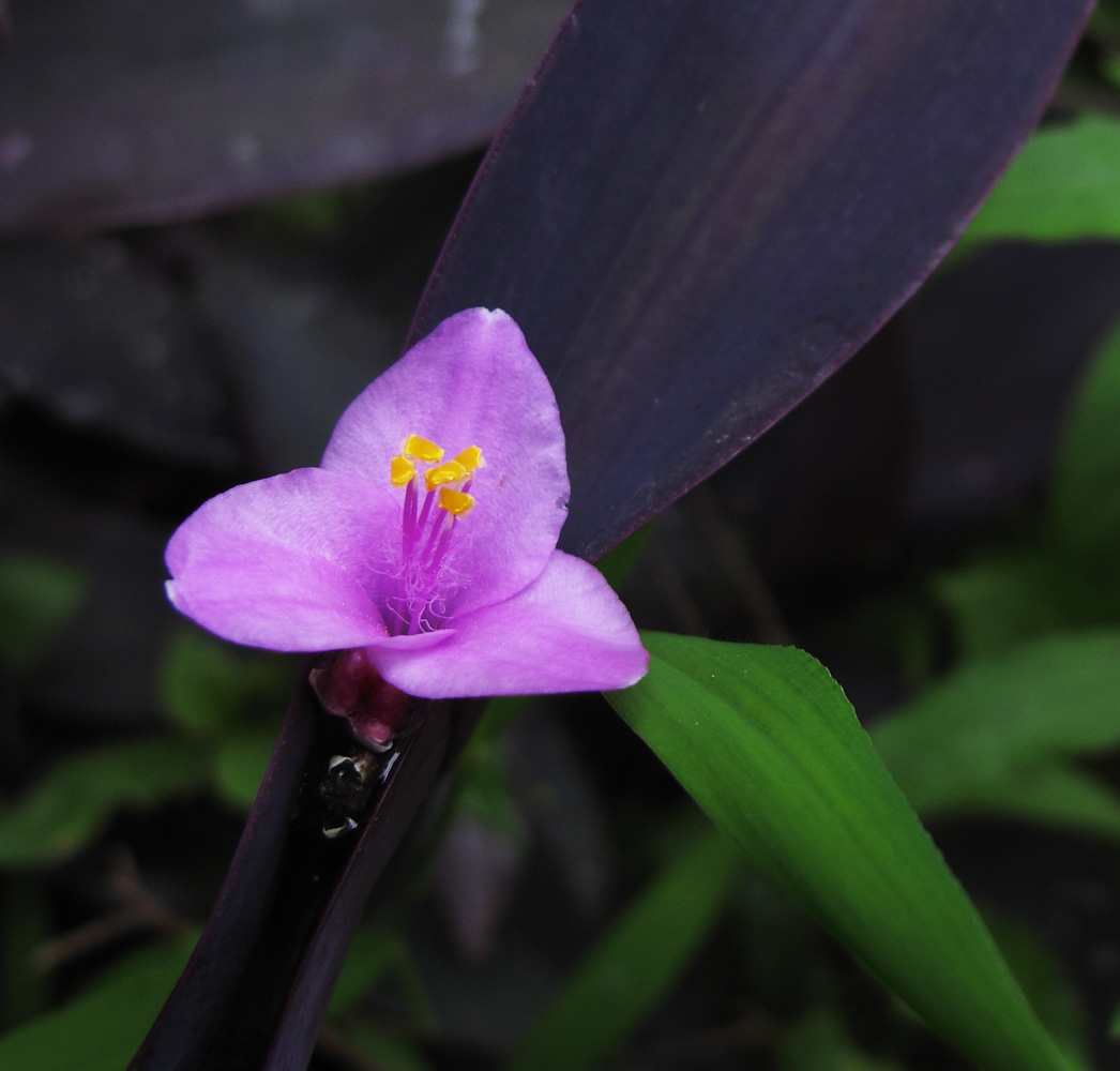 花10.jpg
