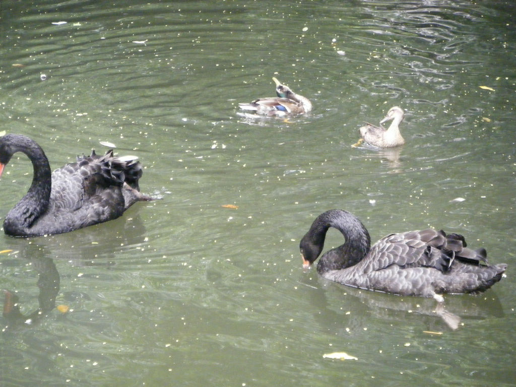 DSCF7154.JPG