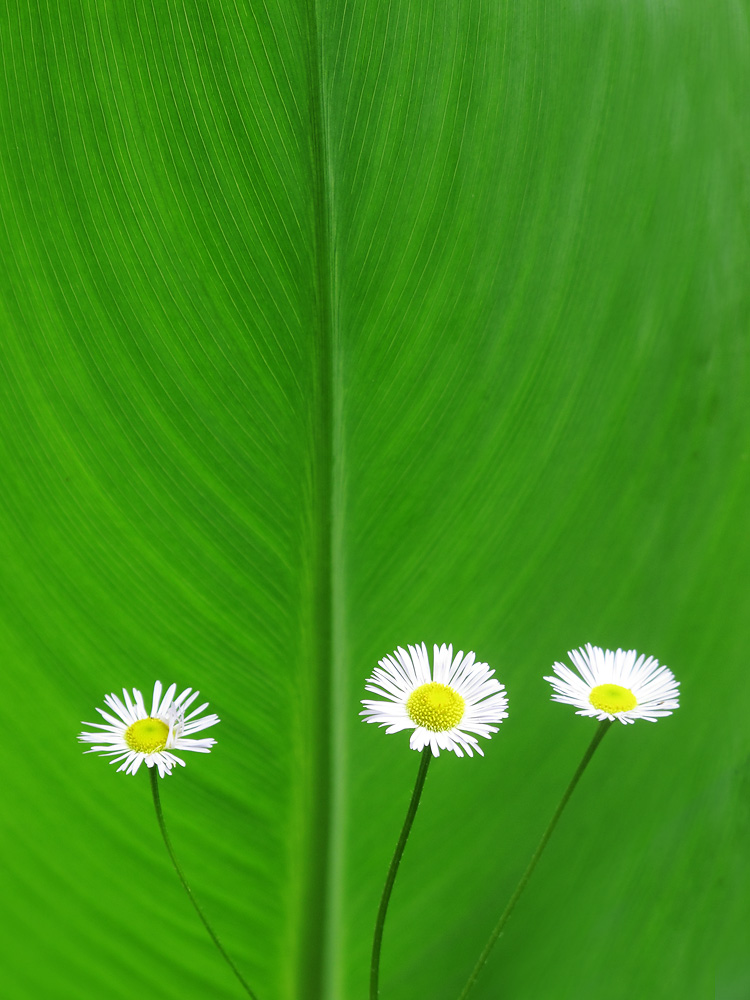 花25.jpg