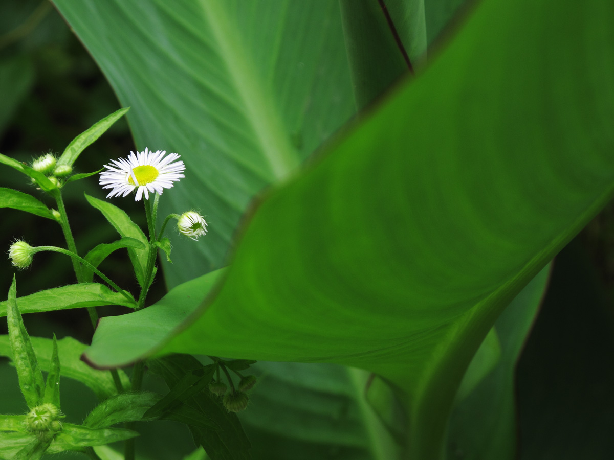 花30.jpg