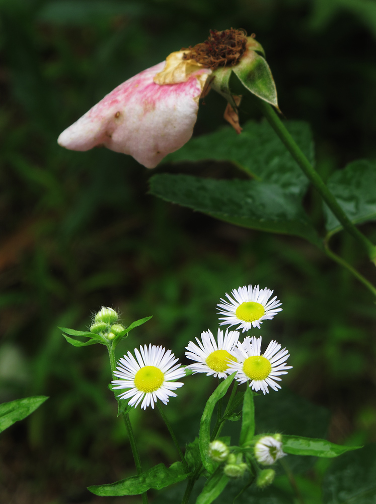 花31.jpg