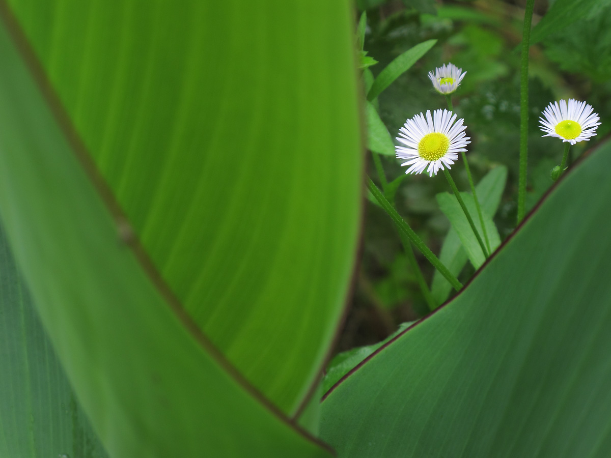 花32.jpg