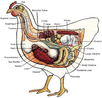 chicken_anatomy_thumb.jpg