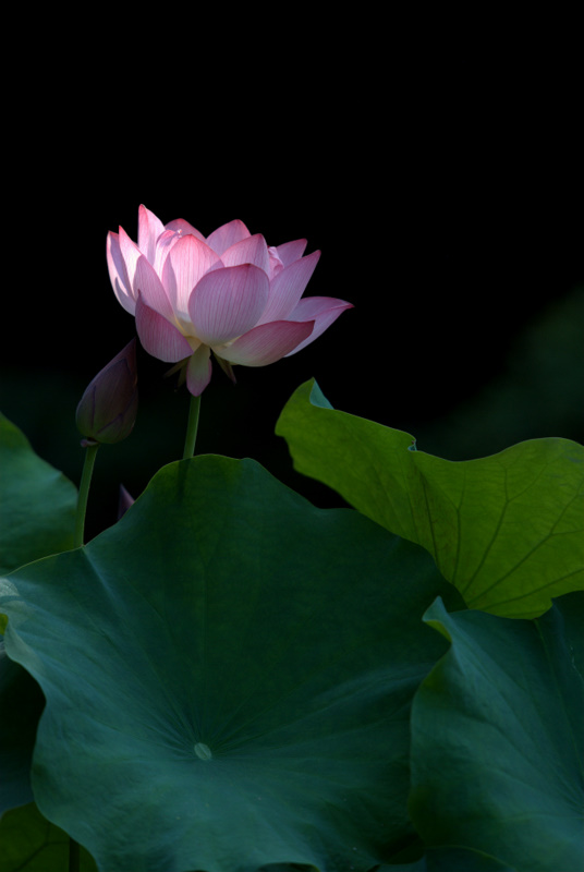 DSC_0035.jpg
