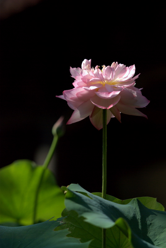 DSC_0051.jpg