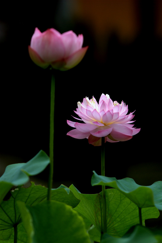 DSC_1347.jpg
